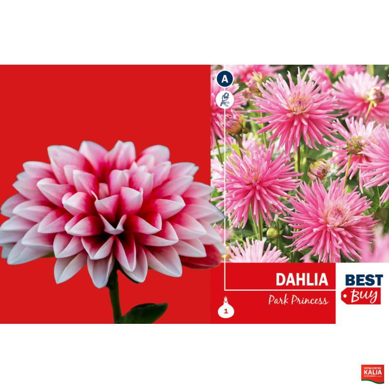 Best buy Dahlia cactus Park Princess 1/1