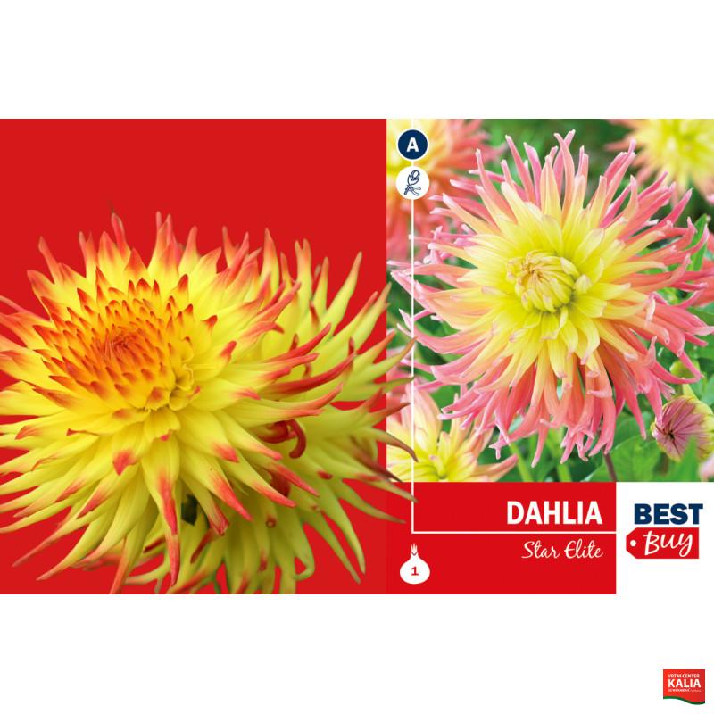 Best buy Dahlia cactus Star Elite 1/1