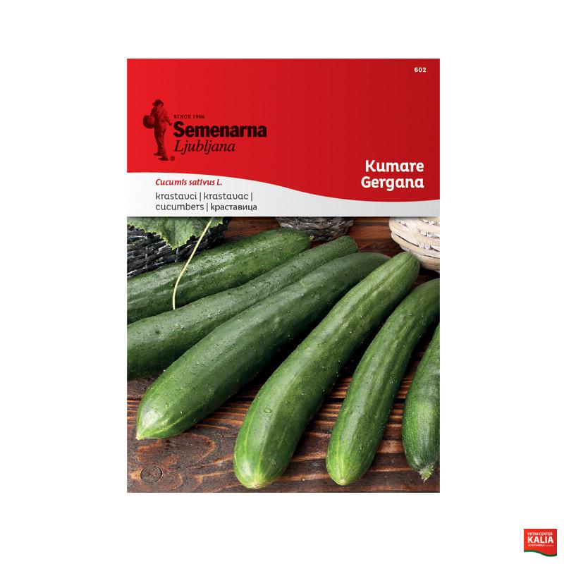KUMARA GERGANA 602 Semenarna