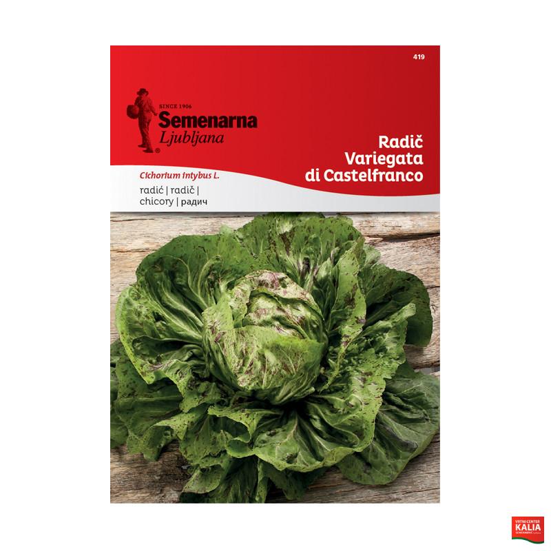 RADIČ VARIEGATA DI CASTELFRANCO 419 Semenarna