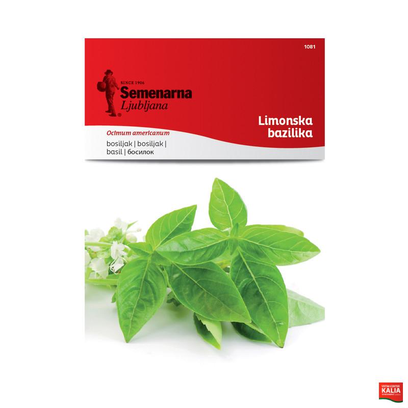 LIMONSKA BAZILIKA 1081 Semenarna