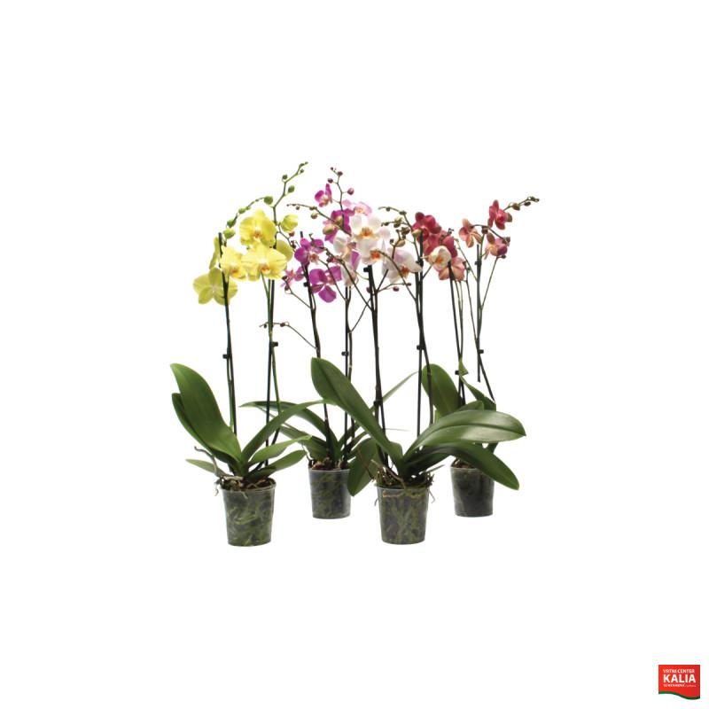 ORHIDEJA PHALAENOPSIS (Phalaenopsis sp.), MIX, 2 STEBELNA, P12H55 