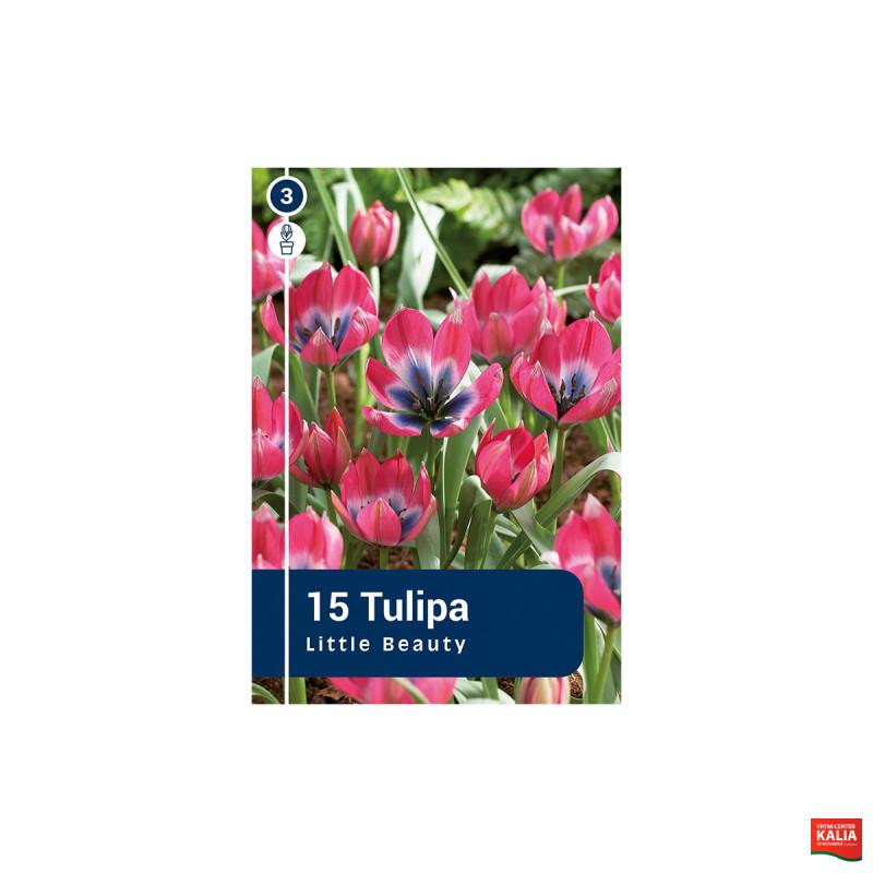Master Tulipa Little Beauty 15/1 