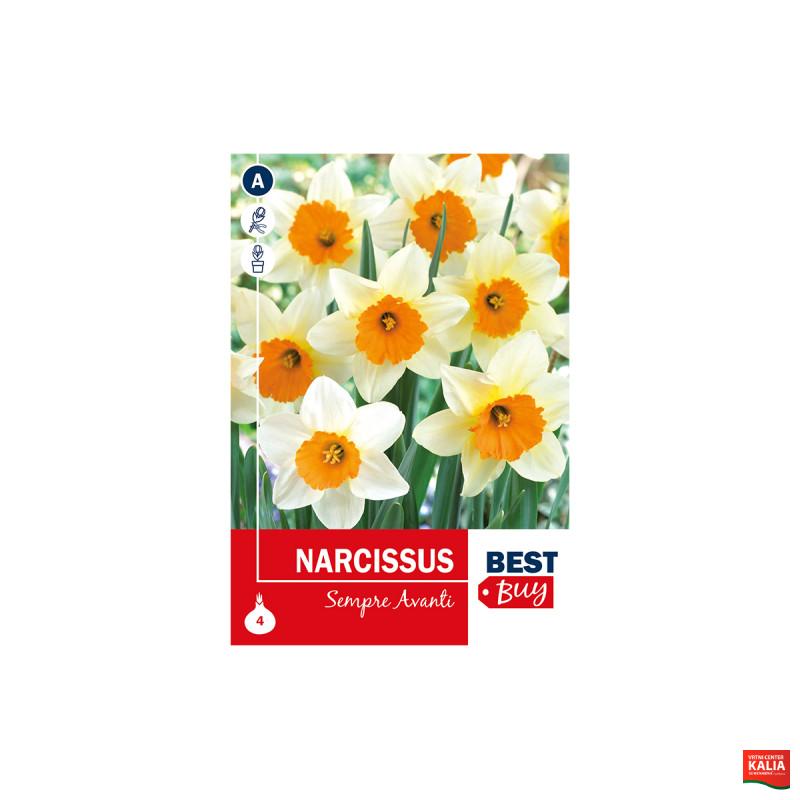 Super Best Buy Narcissus Sempre Avanti 4/1 