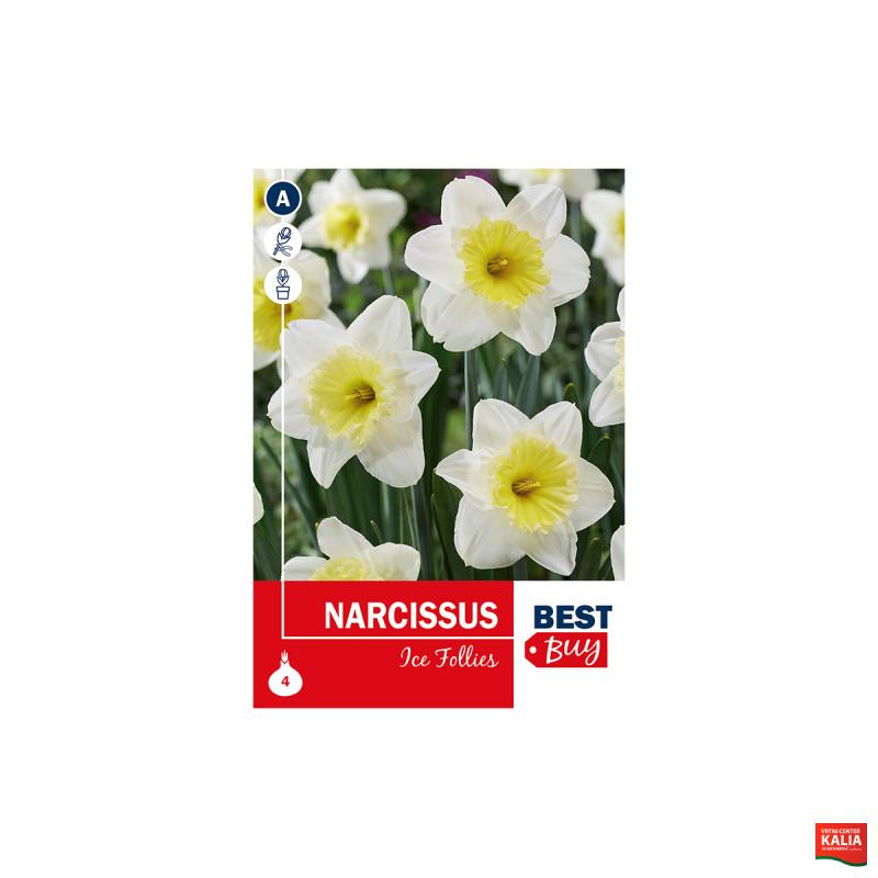Super Best Buy Narcissus Ice Follies 4/1 
