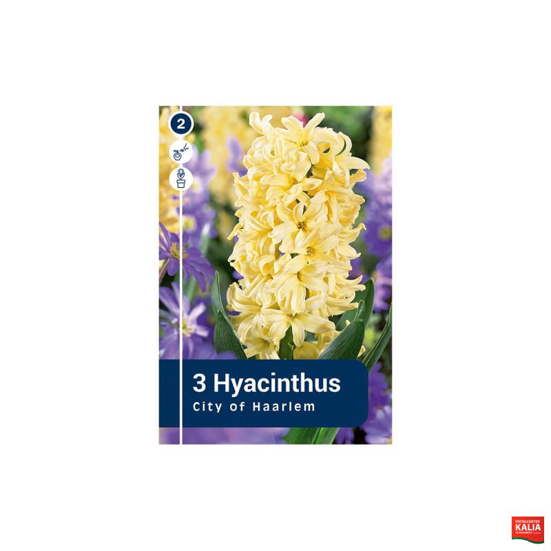 Master Hyacinthus Mix 3/1 