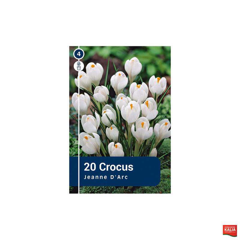 Master Crocus Jeanne d