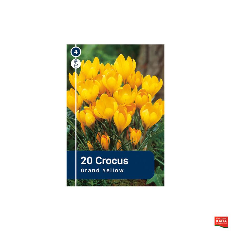 Master Crocus Grand Yellow 20/1 