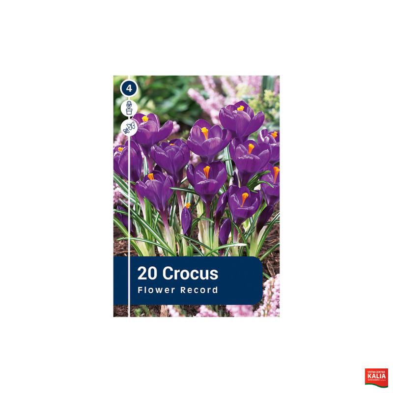 Master Crocus Flower Record 20/1 