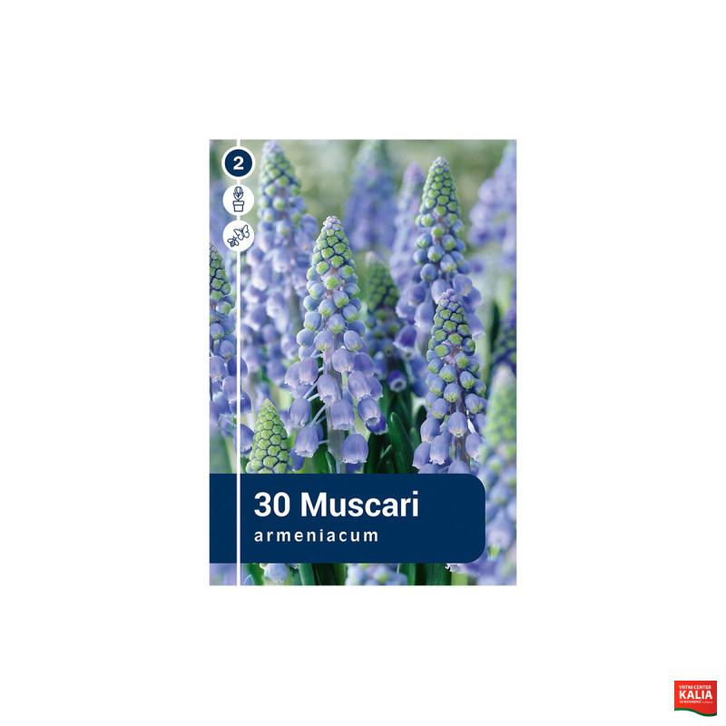 Master Muscari Armeniacum Blue  30/1 
