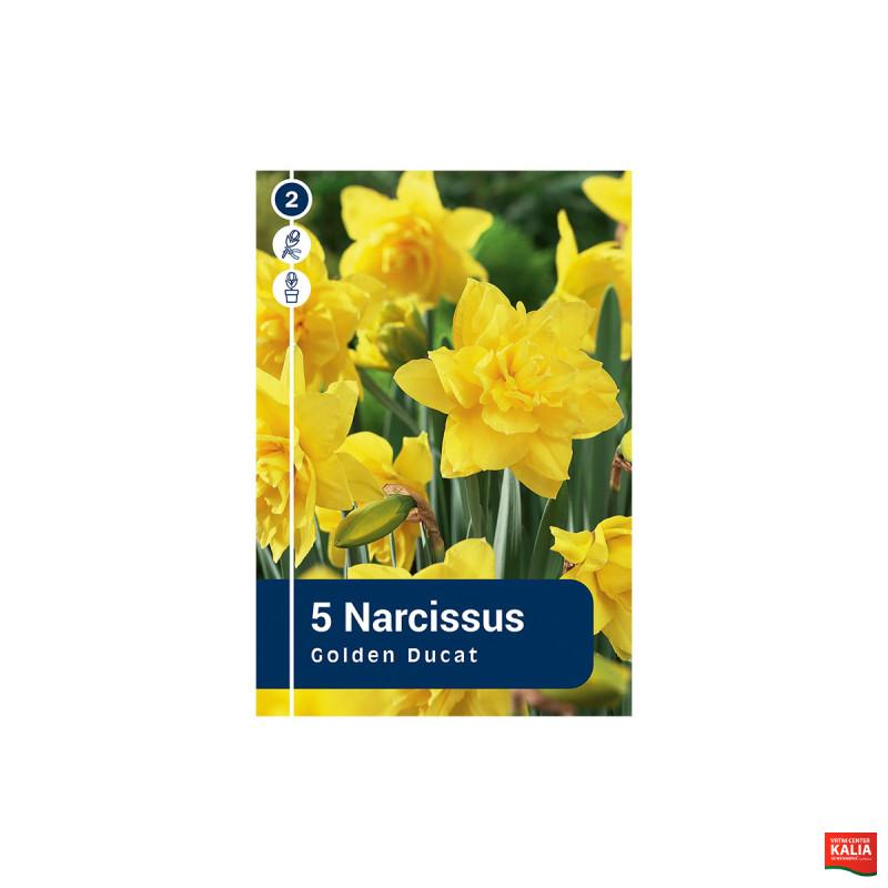 Master Narcissus Golden Ducat 5/1 