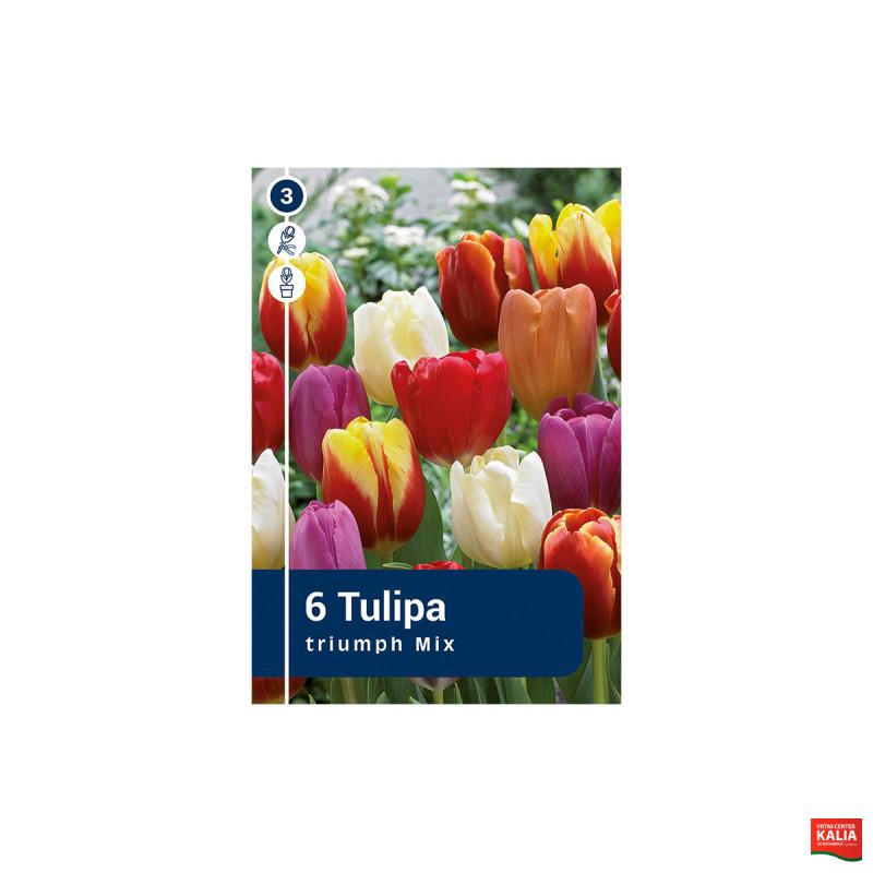 Master Tulipa Triumph Mix 6/1 