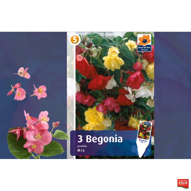 Master Begonia pendula mix 3/1
