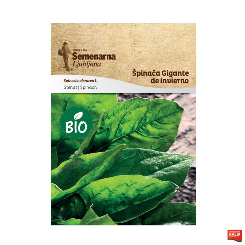 BIO ŠPINAČA GIGANTE DE INVIERNO 467 Semenarna 
