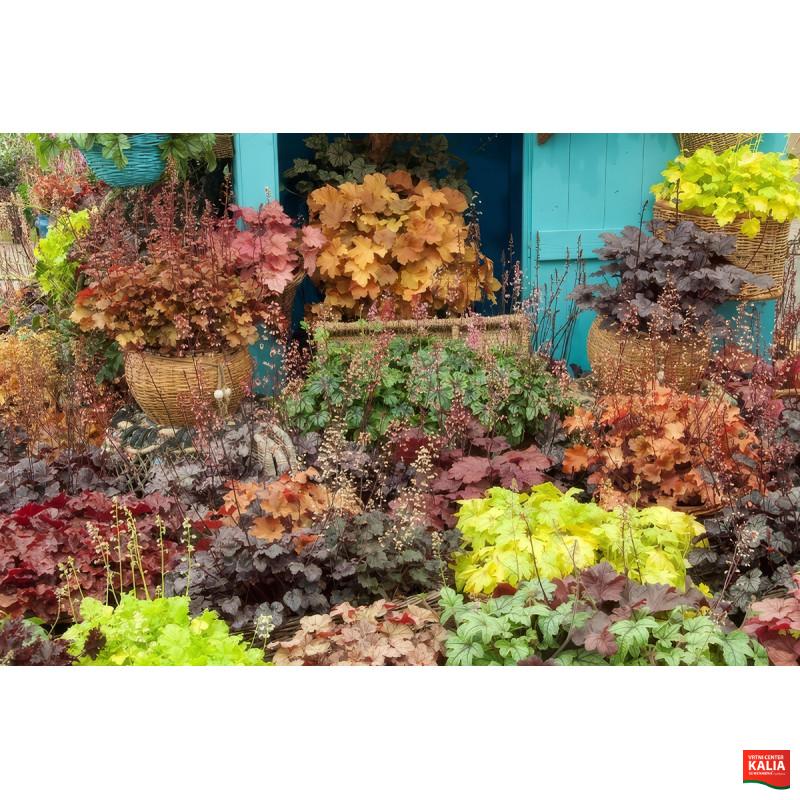 HEUCHERA (HOJHERA) P.12   DD-Z 
