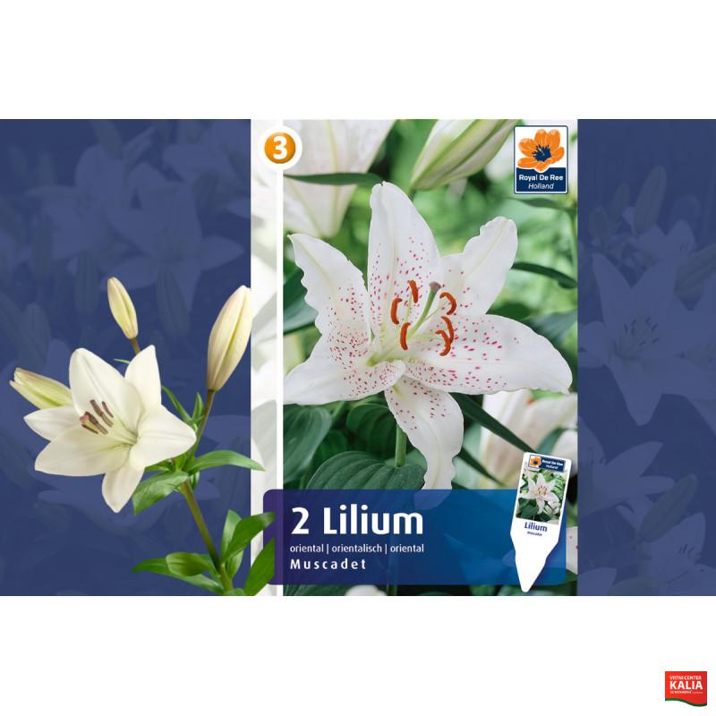 Master Lilium oriental Muscadet 2/1