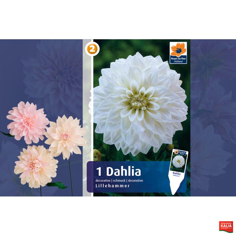 Master Dahlia decorative Lillehammer 1/1