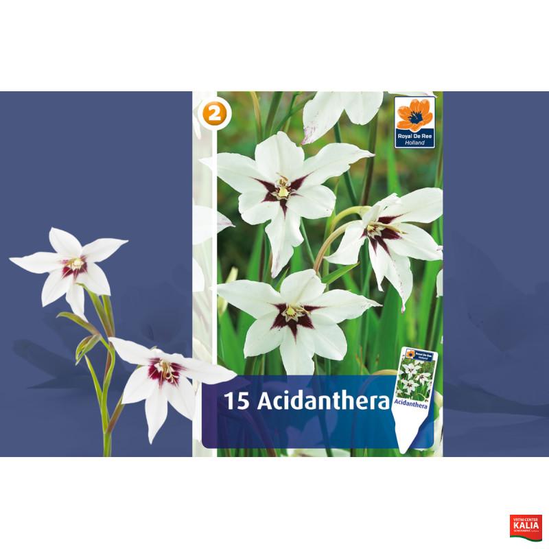 Master Acidanthera 15/1 