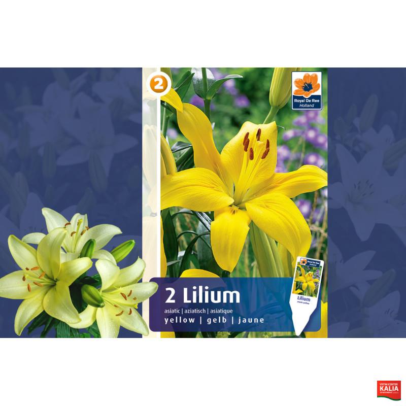 Master Lilium asiatic yellow 2/1
