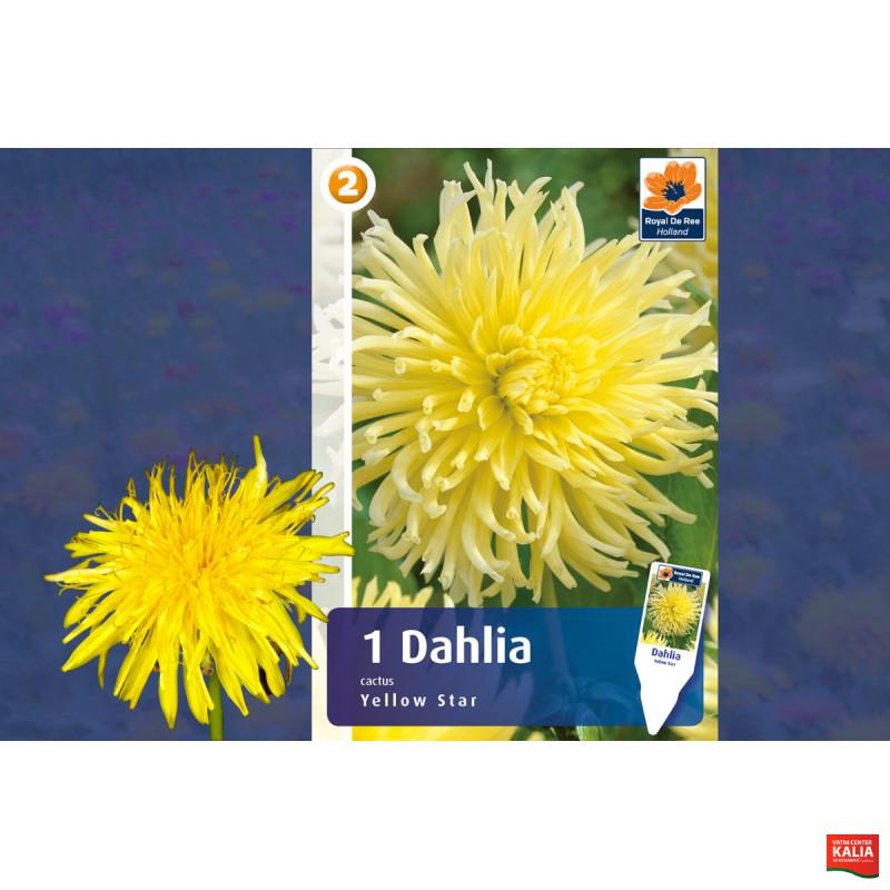 Master Dahlia cactus Yellow Star 1/1