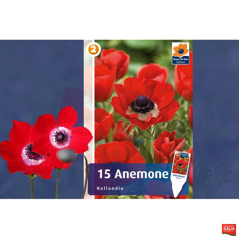 Master Anemone Hollandia 15/1 