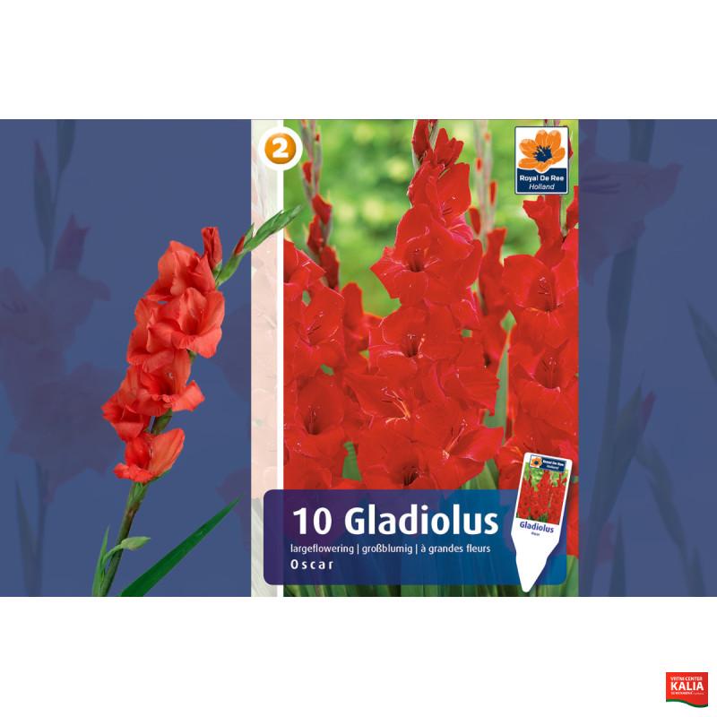 Master Gladiolus Oscar 10/1 
