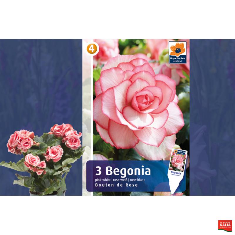 Master Begonia Bouton de Rose 3/1