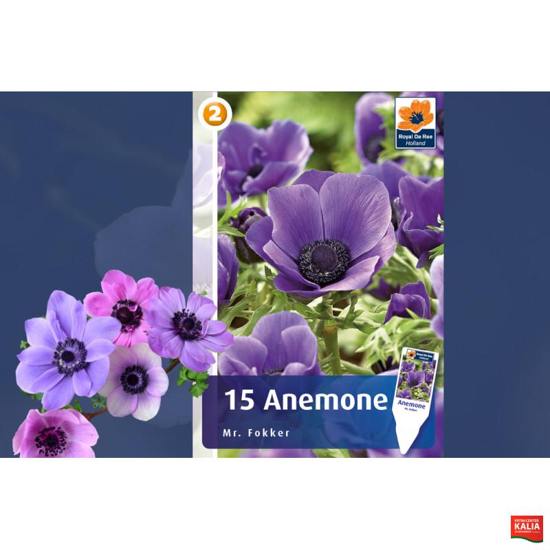 Master Anemone Mr. Fokker 15/1 
