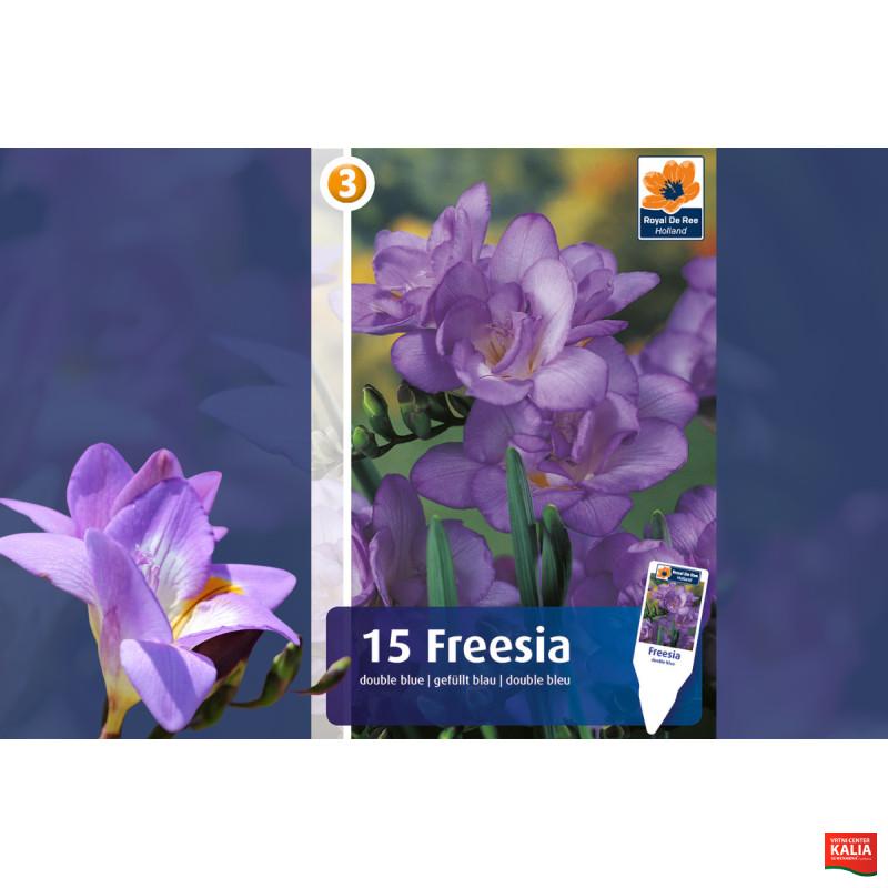 Master Freesia double blue 15/1