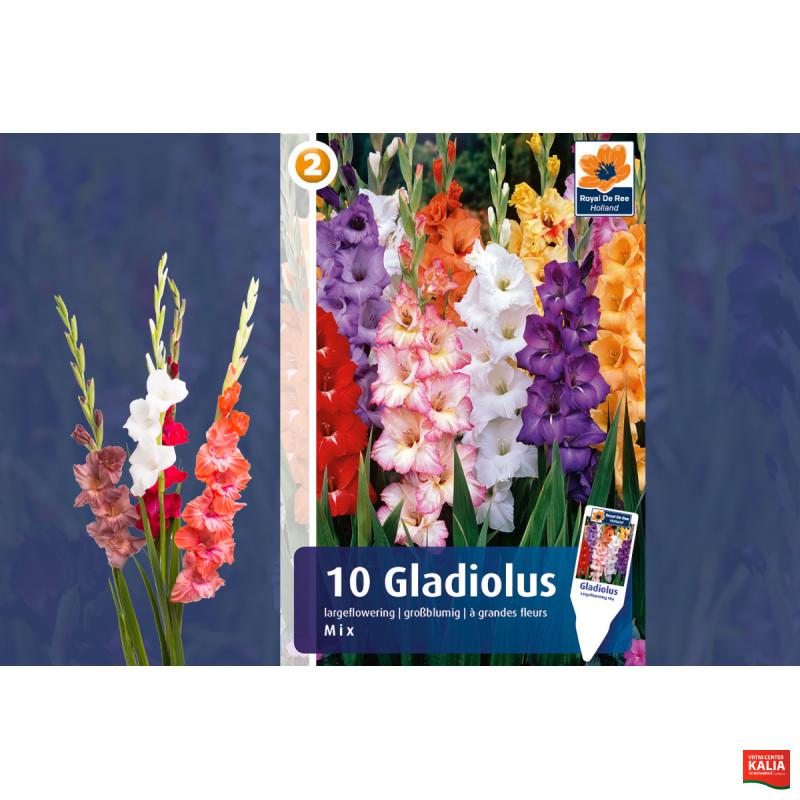 Master Gladiolus mix 10/1