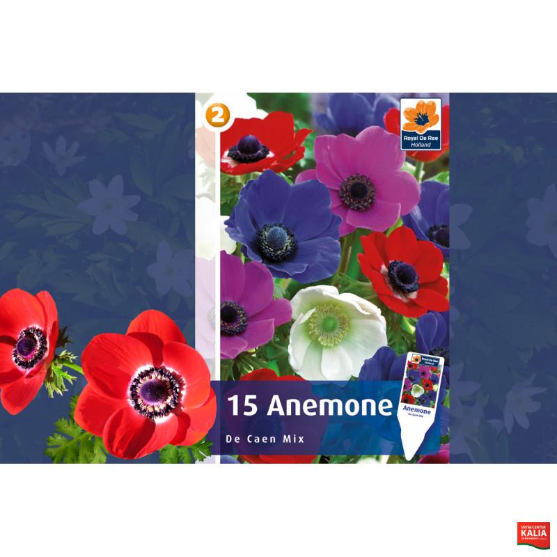 Master Anemone De Caen 15/1 