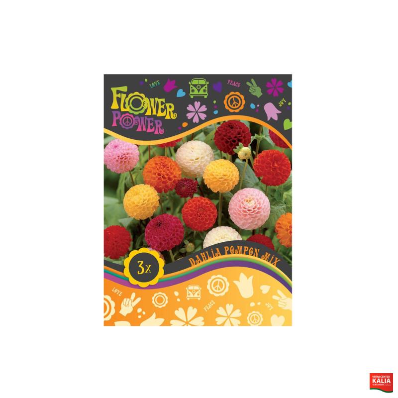 Flower power Dahlia Pompon Mix 3/1 