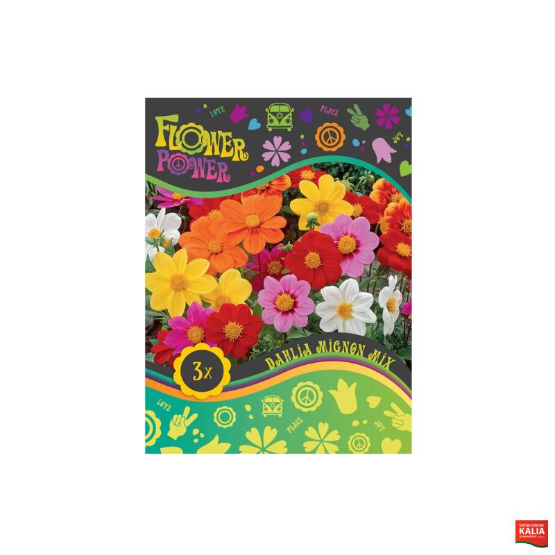 Flower power Dahlia Mignon Mix 3/1