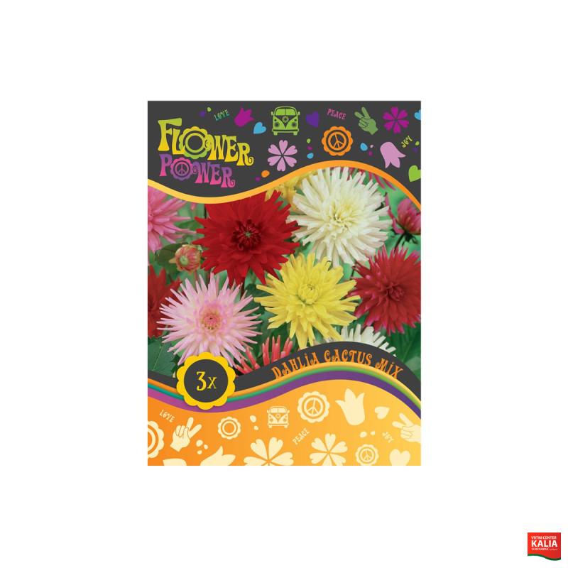 Flower power Dahlia Cactus Mix 3/1