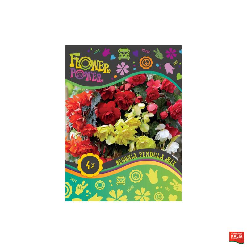 Flower power Begonia Pendula Mix 4/1