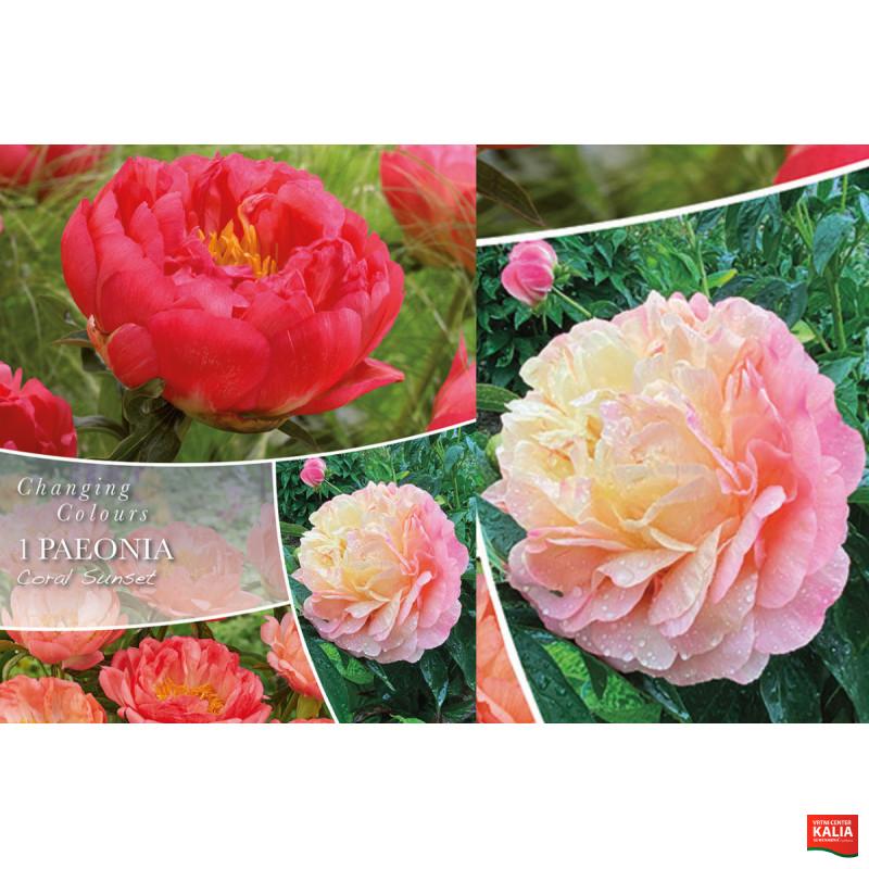 Changing colors Paeony Coral Sunset 1/1