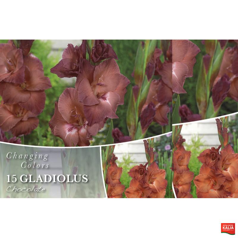 Changing colors Gladiolus Chocolate 15/1