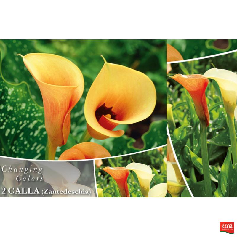 Changing colors Calla Cameo 2/1 