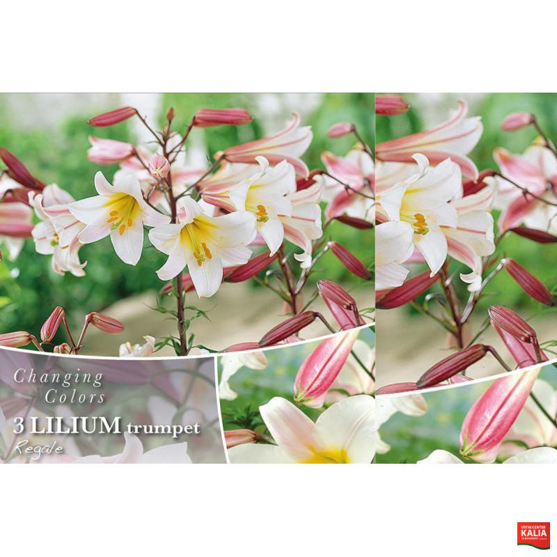 Changing colors Lilium Regale 3/1