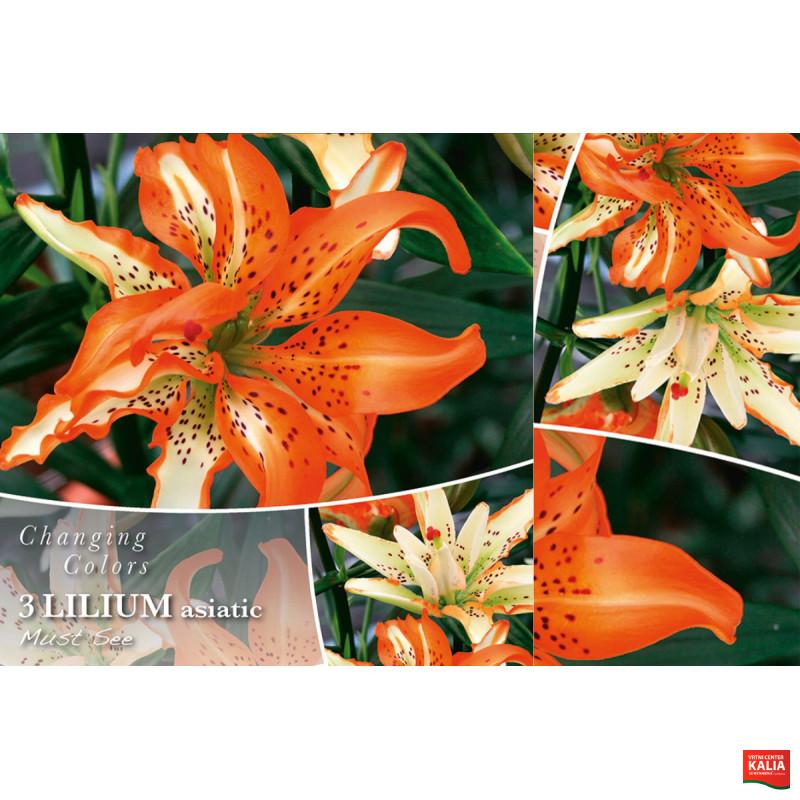 Changing colors Lilium Must See 3/1