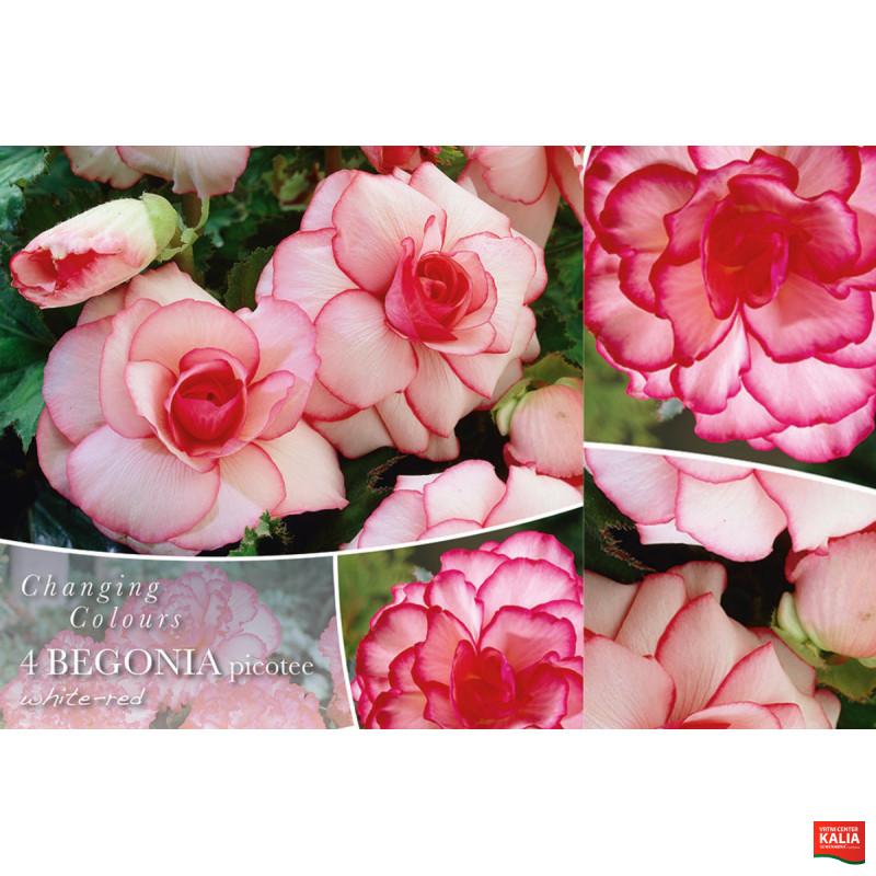 Changing colors Begonia Picotee White/Red 4/1