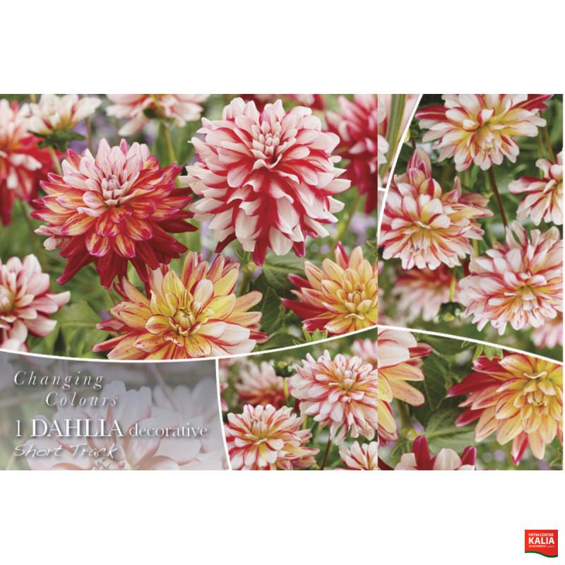 Changing colors Dahlia Short track 1/1