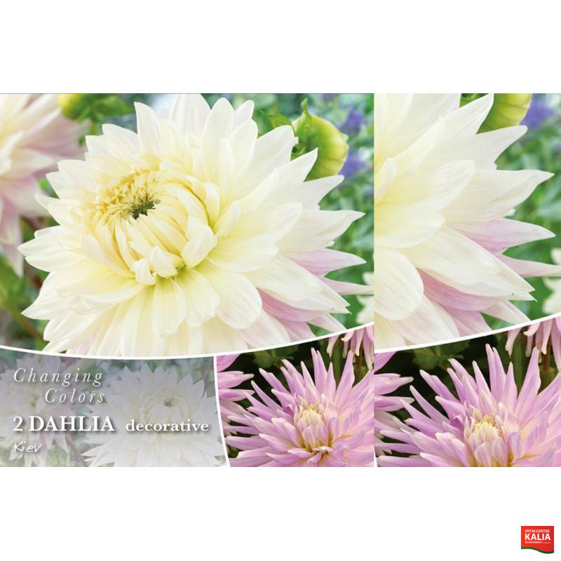 Changing colors Dahlia Kiev 2/1
