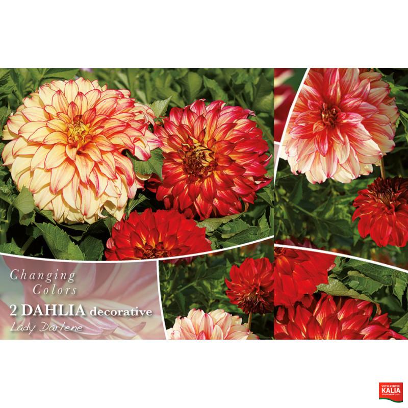 Changing colors Dahlia Lady Darlene 2/1 