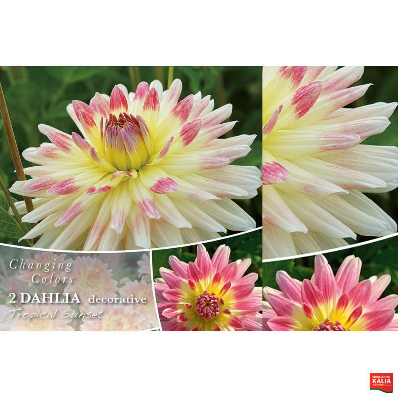 Changing colors Dahlia Tropical Sunset 2/1 