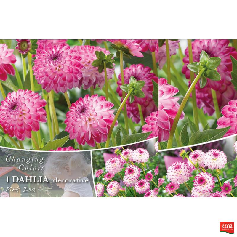 Changing colors Dahlia Pink Isa 1/1