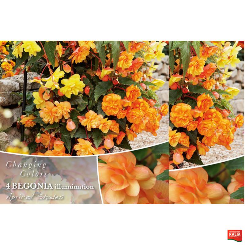 Changing colors Begonia Illumination Apricot Shades 4/1