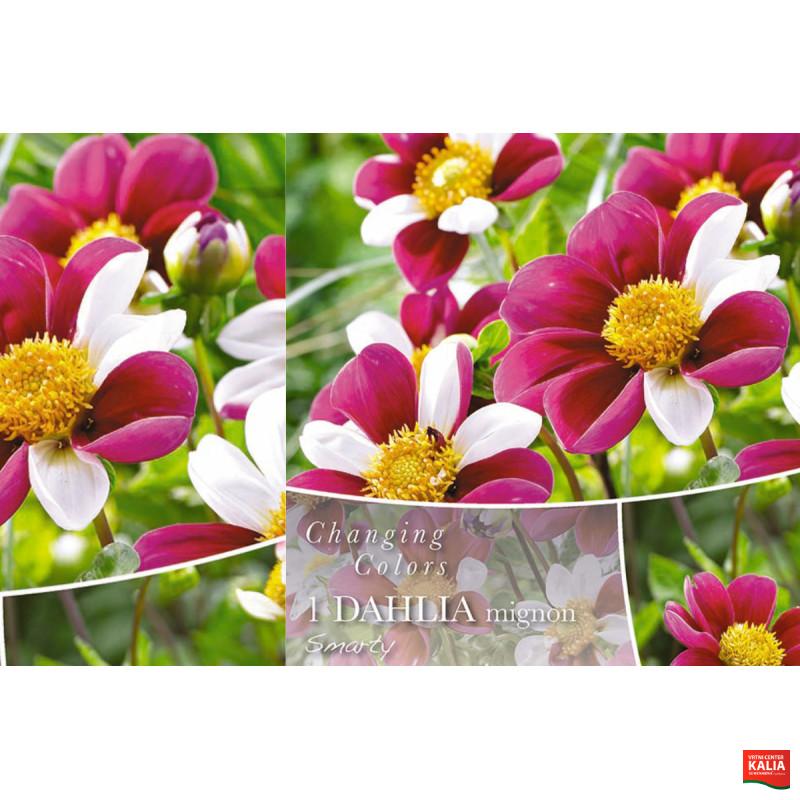 Changing colors Dahlia Smarty 1/1