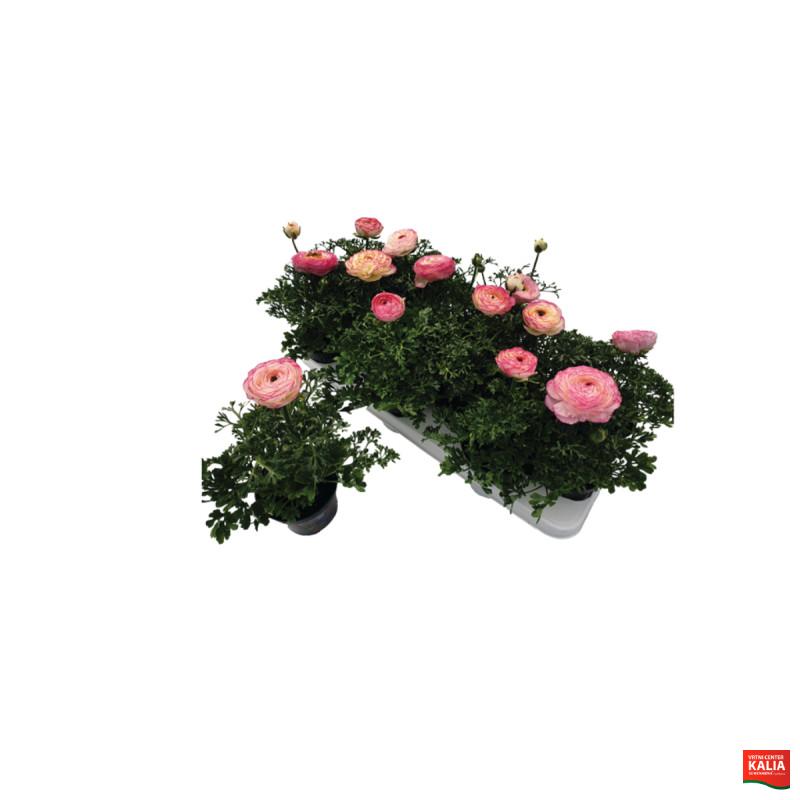 Ranunkula (Ranunkulus Hybrida 