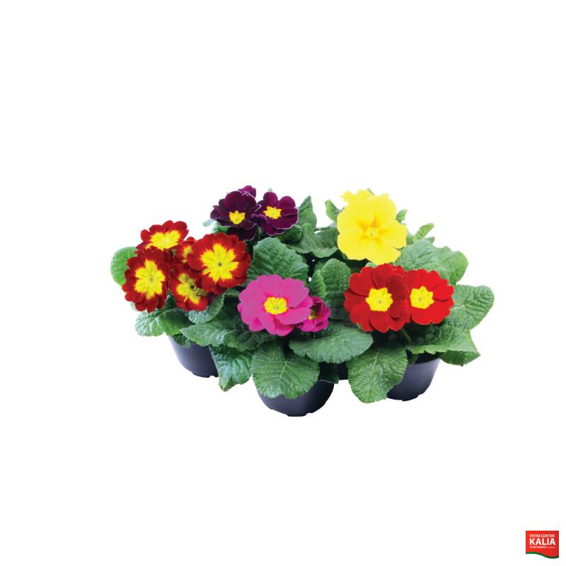 Primula (Primula Acaulis 